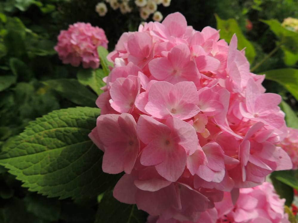 Hydrangea4937　1202 Bloomstruck.jpeg?format=1000w
